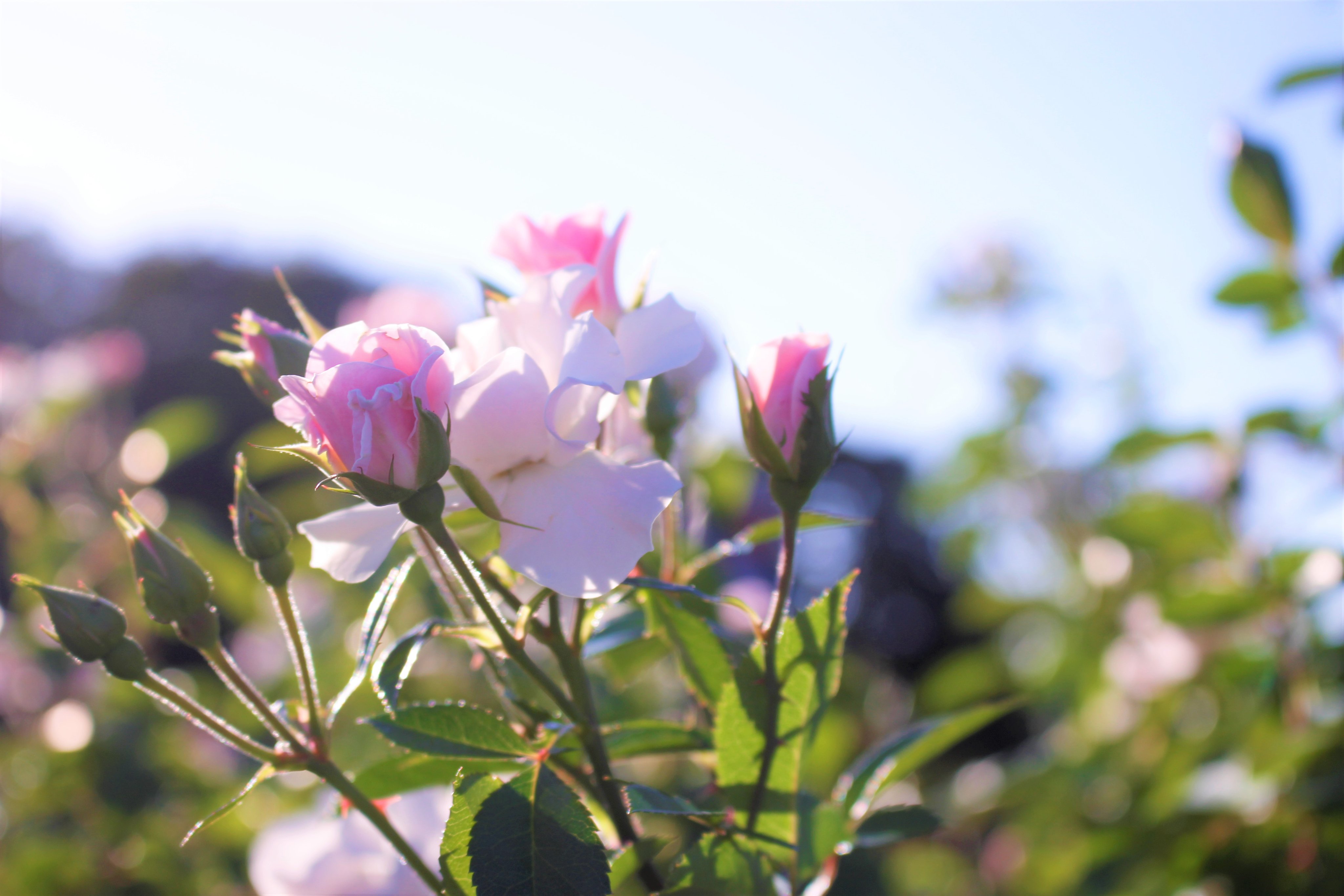 長居植物園 本日はセレッソをご紹介 スペイン語でサクラを意味します 名前のとおり キレイな桜色 セレッソ大阪のホームスタジアムがある長居にぴったりのバラです 花はやや小ぶりですが 花数も多く 豪華なブーケ状にまとまって咲くので 秋も見応え