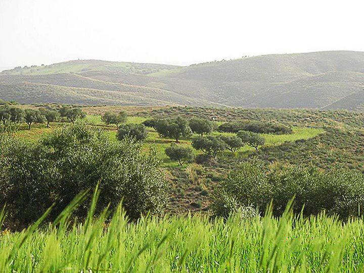 7. This northeastern part of Libya, a highland plateau (at about 2,000 feet elevation) called the Jebel Akhdar, is unusual in that it actually gets rainfall. The rest of the country is mostly just flat empty desert.