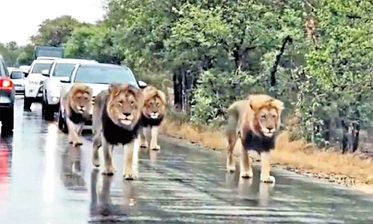 AFCTomy's tweet image. Arsenal in the FA Cup vs Arsenal in the Premier League