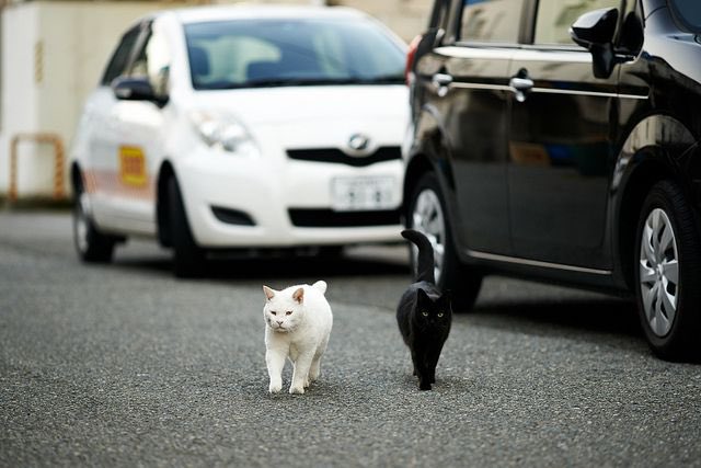 AFCTomy's tweet image. Arsenal in the FA Cup vs Arsenal in the Premier League