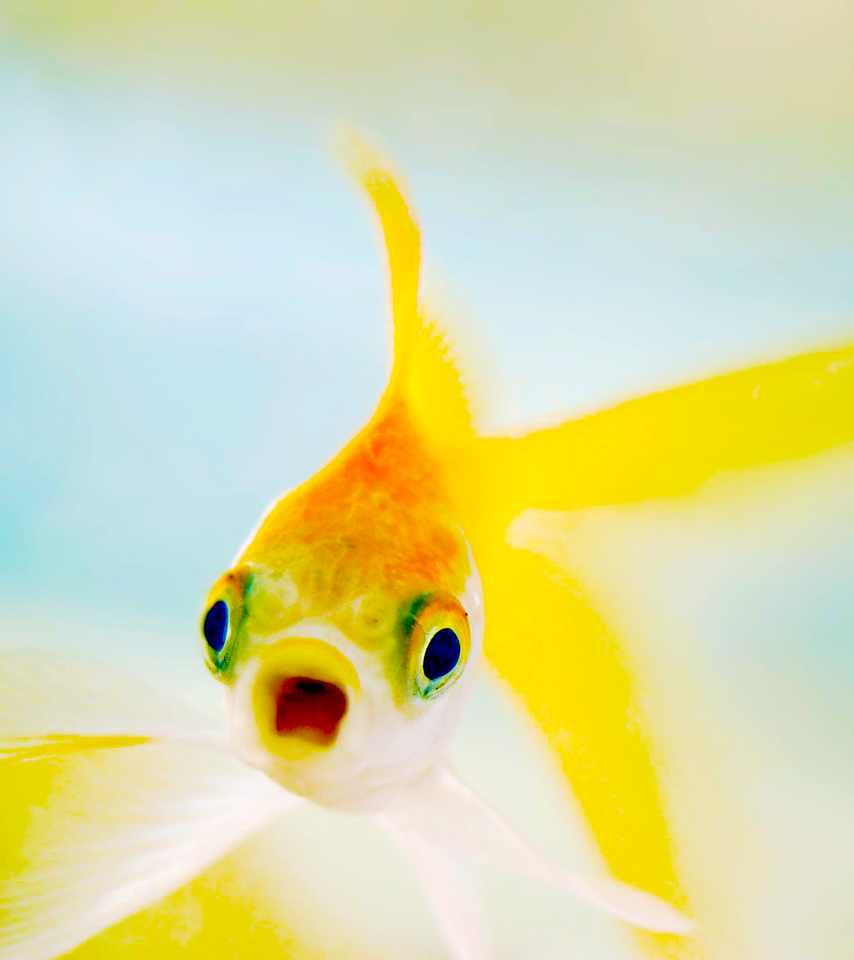 surprised fish yoongi