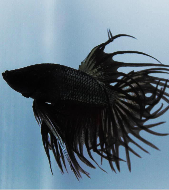 black swan fish yoongi