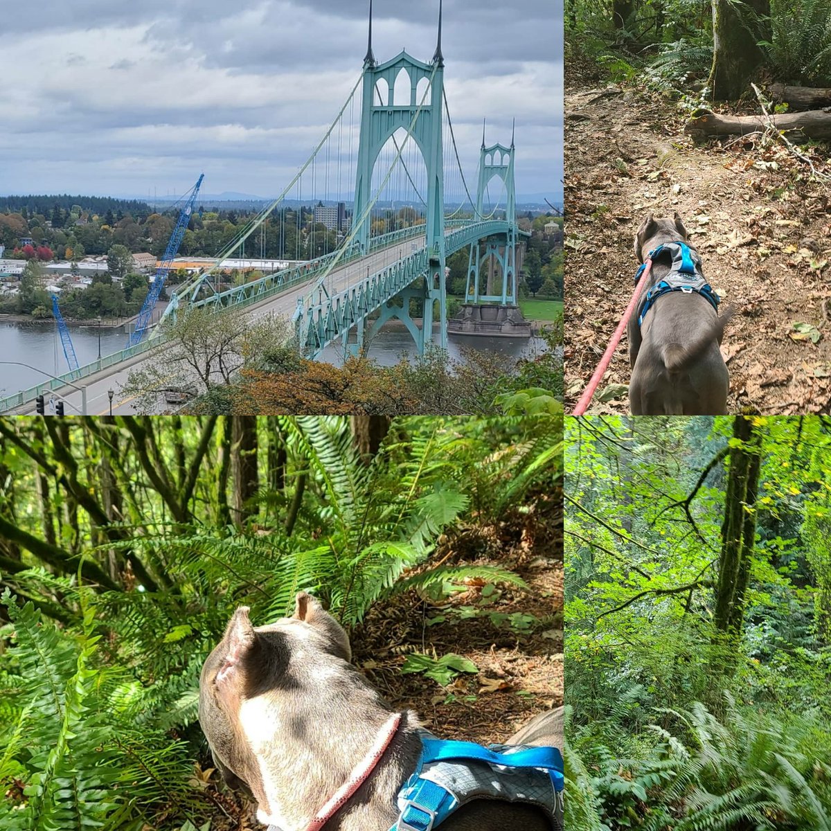 Fun adventure today. #forestpark #hikingadventures https://t.co/z3TylCxGns