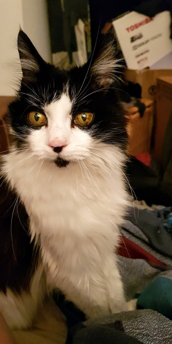 JustinBaileyart's tweet photo. What's happening?
It's 03:56 I'm awake. I should be sleeping but it's warm for late October which makes me think about anxious stuff. So play with phone, tweet some #art to chill & Charlie #worldfamouscat hears I'm awake, pops in to say hello, starts purring, cheers me right up. https://t.co/Y3MJ9n2hqd