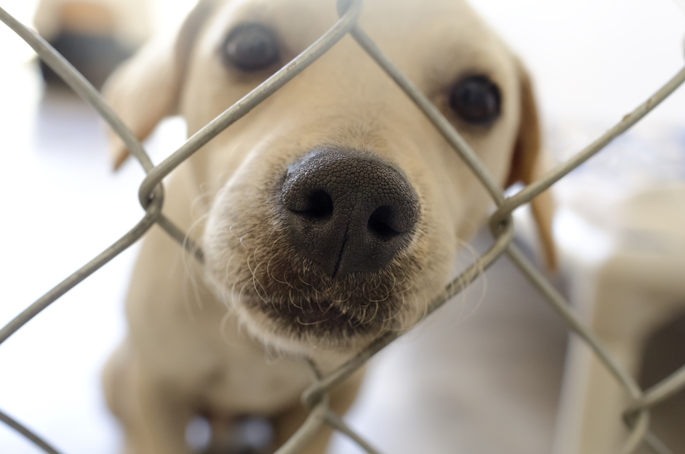 henry_caring's tweet photo. October is #Adopt a Shelter Dog Month! #savealife Celebrate by adopting a new family member or by helping another family adopt theirs: https://t.co/C2Sudl1QYU https://t.co/iaApC4ct4p