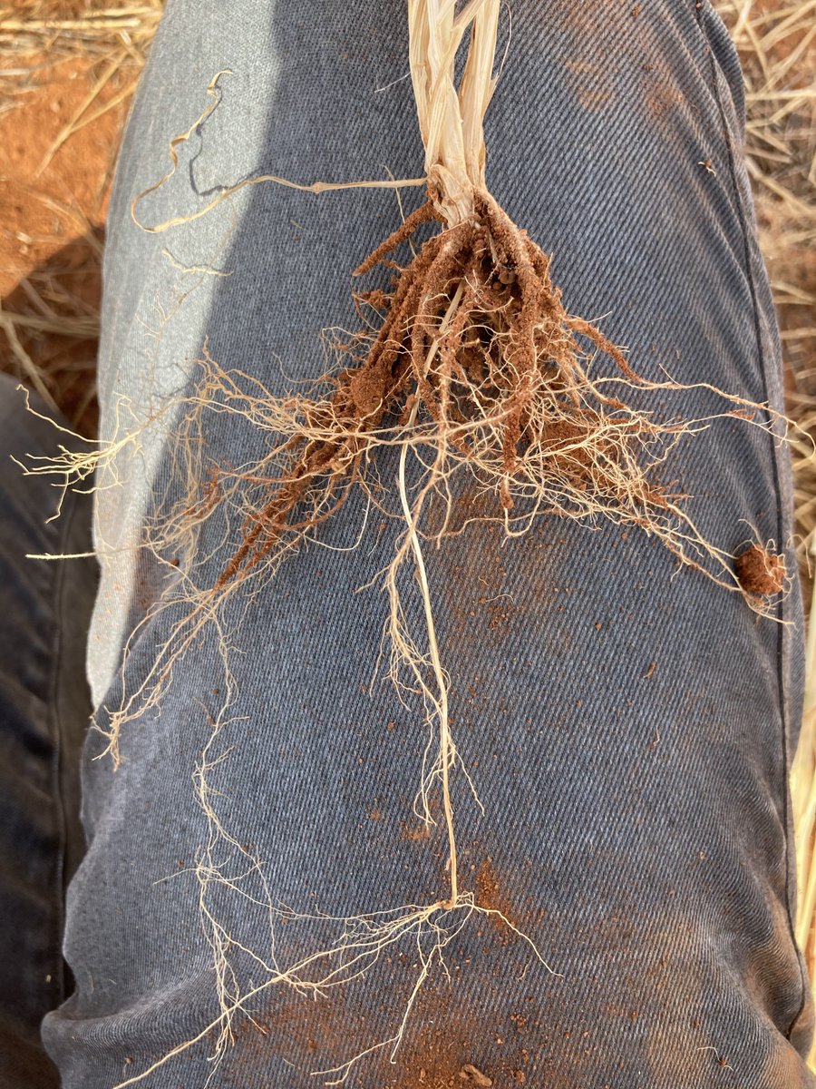 Sarah Rich (@_sarah_rich) on Twitter photo Thanks to <a href="/Callum_Wesley/">Callum Wesley</a> for showing myself and <a href="/AndrewF00370433/">Andrew_Fletcher</a> around his deep sown chickpea paddocks and his trial with <a href="/rebetzke_0/">Greg Rebetzke</a> on #DeepSowing wheat. So many interesting questions raised, and nothing makes me happier than digging up some interesting root crowns! Thanks to <a href="/Callum_Wesley/">Callum Wesley</a> for showing myself and <a href="/AndrewF00370433/">Andrew_Fletcher</a> around his deep sown chickpea paddocks and his trial with <a href="/rebetzke_0/">Greg Rebetzke</a> on #DeepSowing wheat. So many interesting questions raised, and nothing makes me happier than digging up some interesting root crowns!