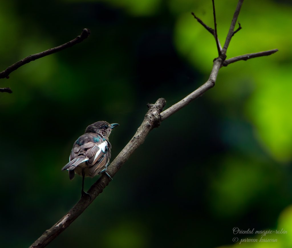 ParveenKaswan's tweet image. Be a #bird. And make this world beautiful with your sheer presence. Says this Oriental magpie robin.