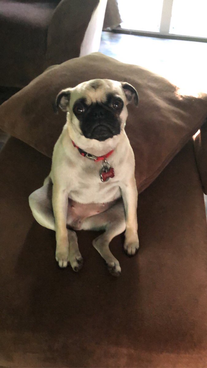 snowBELLfight's tweet photo. @champagnebby My pugs hope ur ok, they say 10/10 recommend naps, treats, and kicking leafs after pottying :,) cheer up sis https://t.co/DEjCmt2vuV