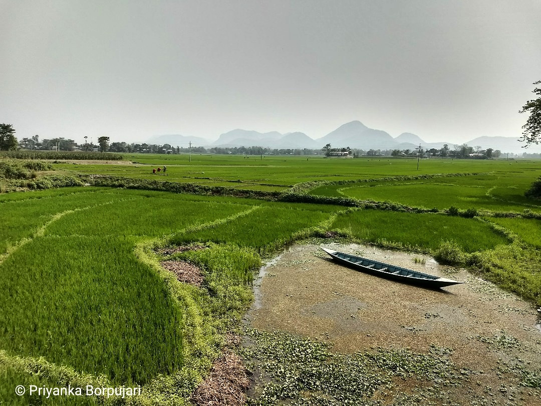 "WriteWrite DownI am a MiyaMy serial number in the NRC is 200543...I turn waste, marshy landsTo green paddy fieldsTo feed you..."Kheluapara, Assam.The southern bank of Brahmaputra: a rich harvest of loud discontent from decades of systemic discrimination. #EdenWalk