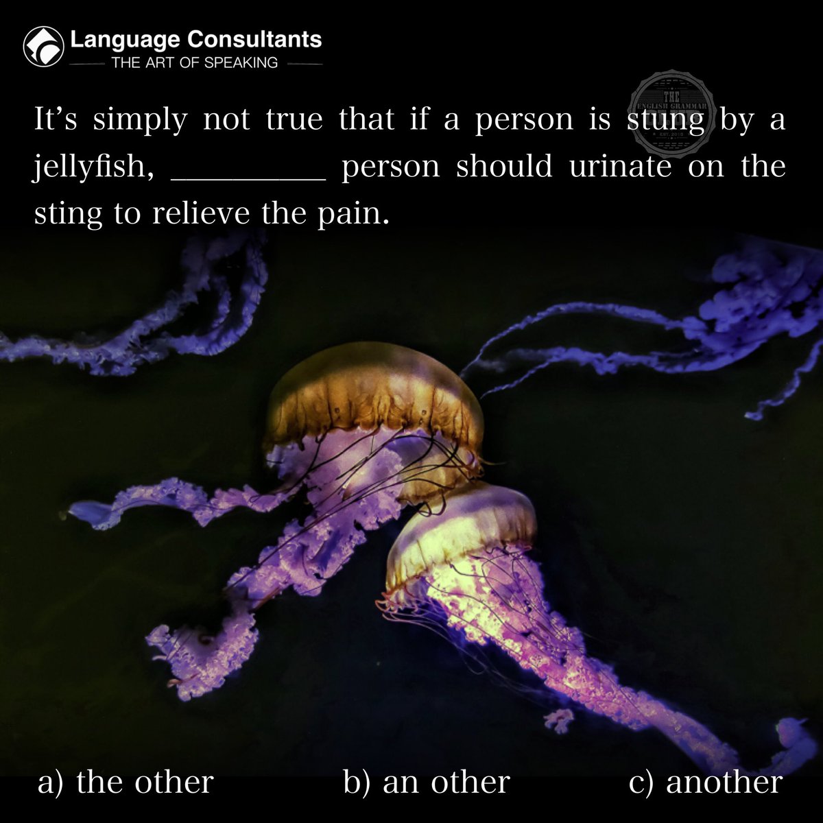 grammar_club's tweet photo. #english 🇬🇧 #englishlearning #learnenglish #languagelearning
#jellyfish #jellyfishsting #sealife #underwater #underthesea #ocean #sea #nature https://t.co/QK9kQJKHO7