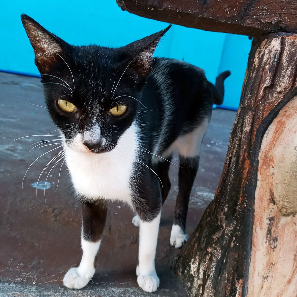 Yankumi19's tweet photo. .Watcha Lookin' At?.
🐈🐈🐈
#meow #meowstagram #cat #feline #catpost #felinepost #streetcatsofinstagram #streetcat #streetfeline #catslifestyle #catstagram #catsofinstagram #catofinstagram #puspin #pusakal #pusa #catphoto #felinephoto #catphotography #felinephotography https://t.co/yqIJIl1JgH