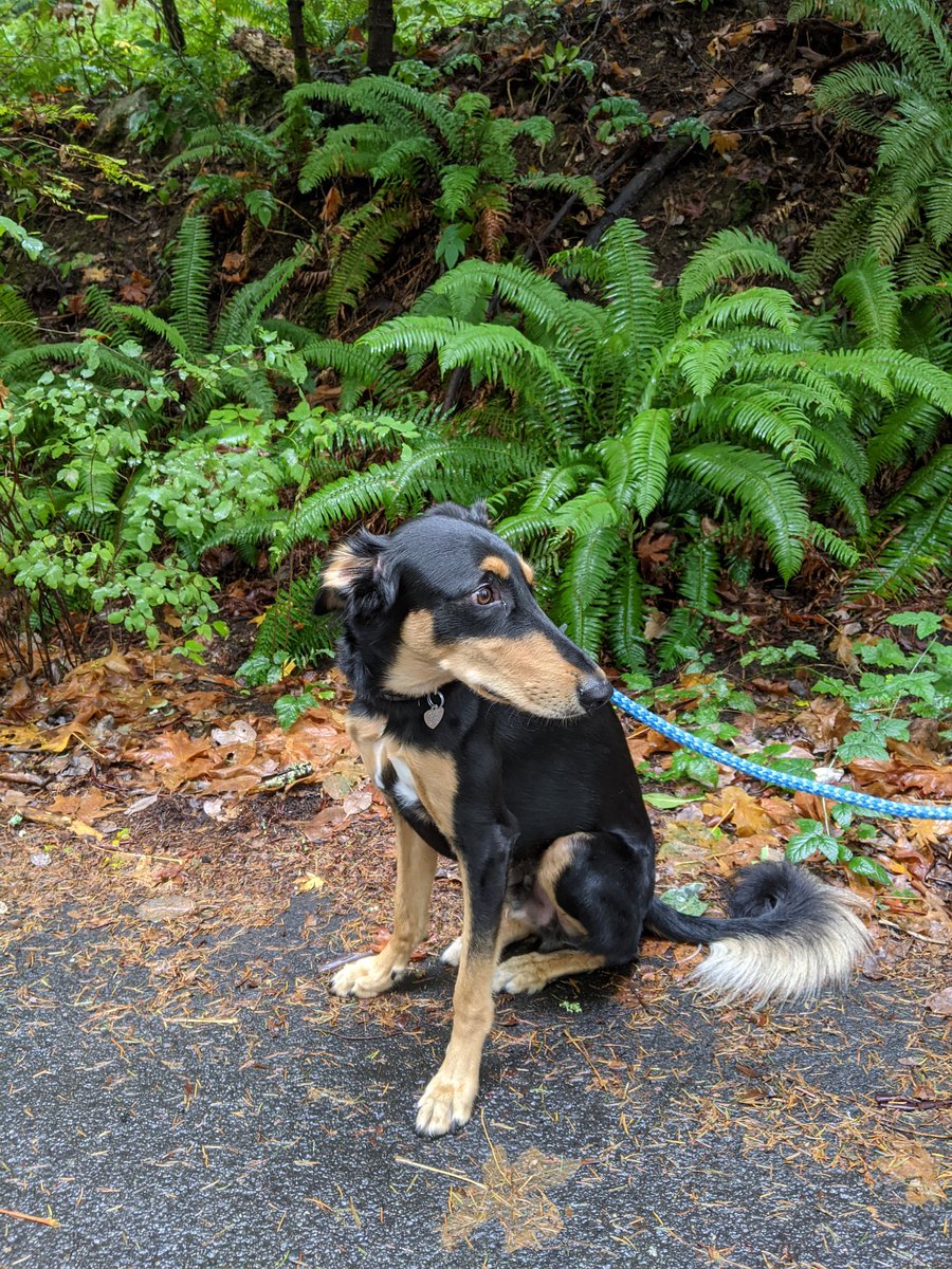 Jasper out there climbing mountains and hunting squirrels while his humans enjoyed the fall colors @MountDougPark #sillysaluki