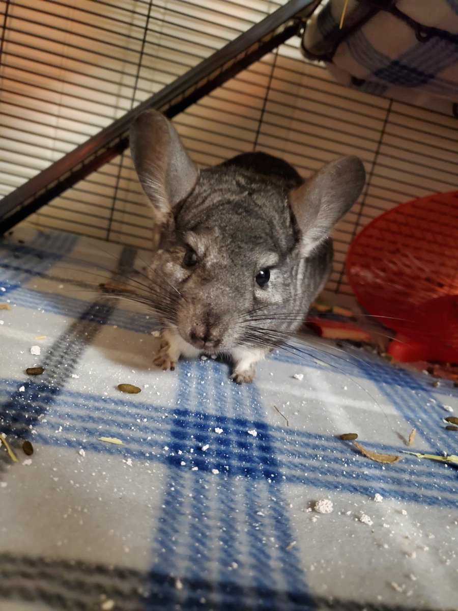 DamnitJan's tweet image. Castile is such a cute babyyyy.