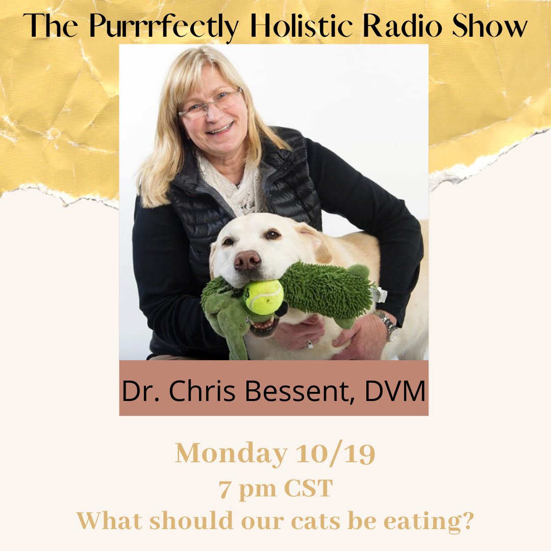 PurrrfectlyH's tweet image. Radio show tonight--submit your questions now! Plus, video on holistic post-op support for cats | Purrrfectly Holistic | #cats #cathealth #catexperts #radioshow #catlovers #holistichealth @chrisbessentdvm conta.cc/3lJGlmj