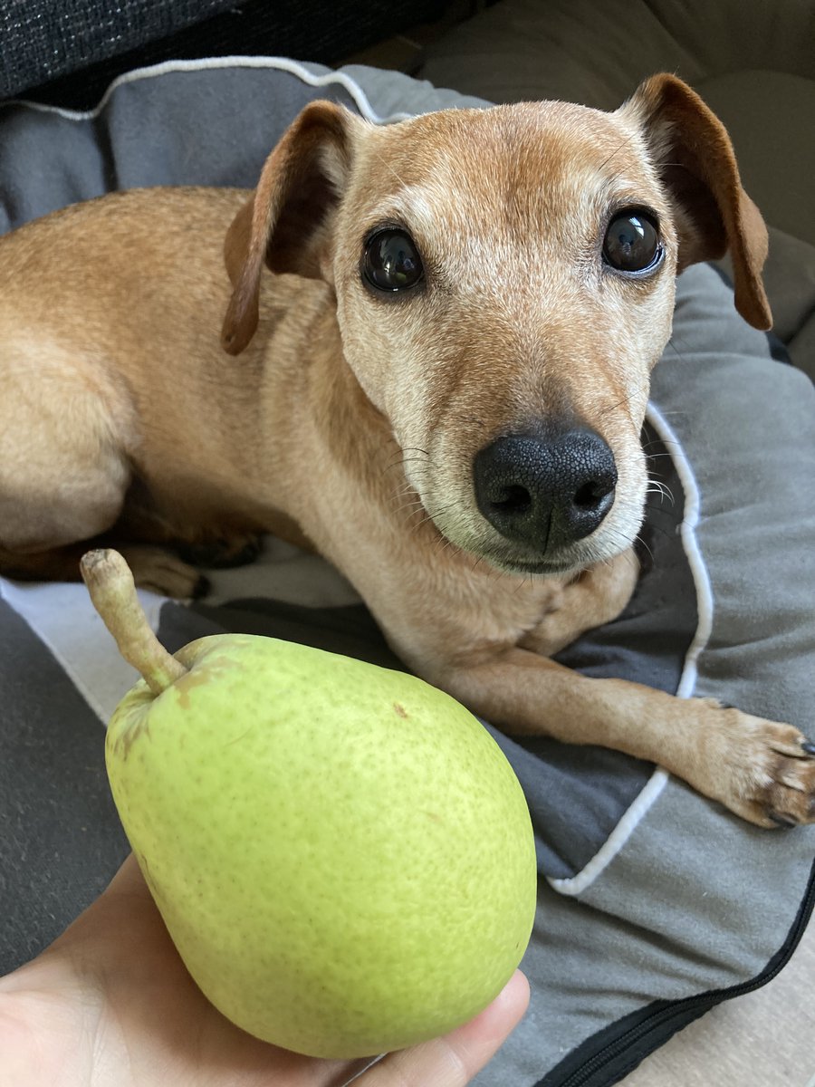 Redaktionshund Karlchen bei der Podcast-Arbeit. Neue Folge: Woher kommen die Fruchtfliegen? #Kinder #Familien #Wissen #Wissenmachtah #Podcast #Birne #Taufliegen #Obstfliegen #freizeit hoer-dich-klug.podigee.io