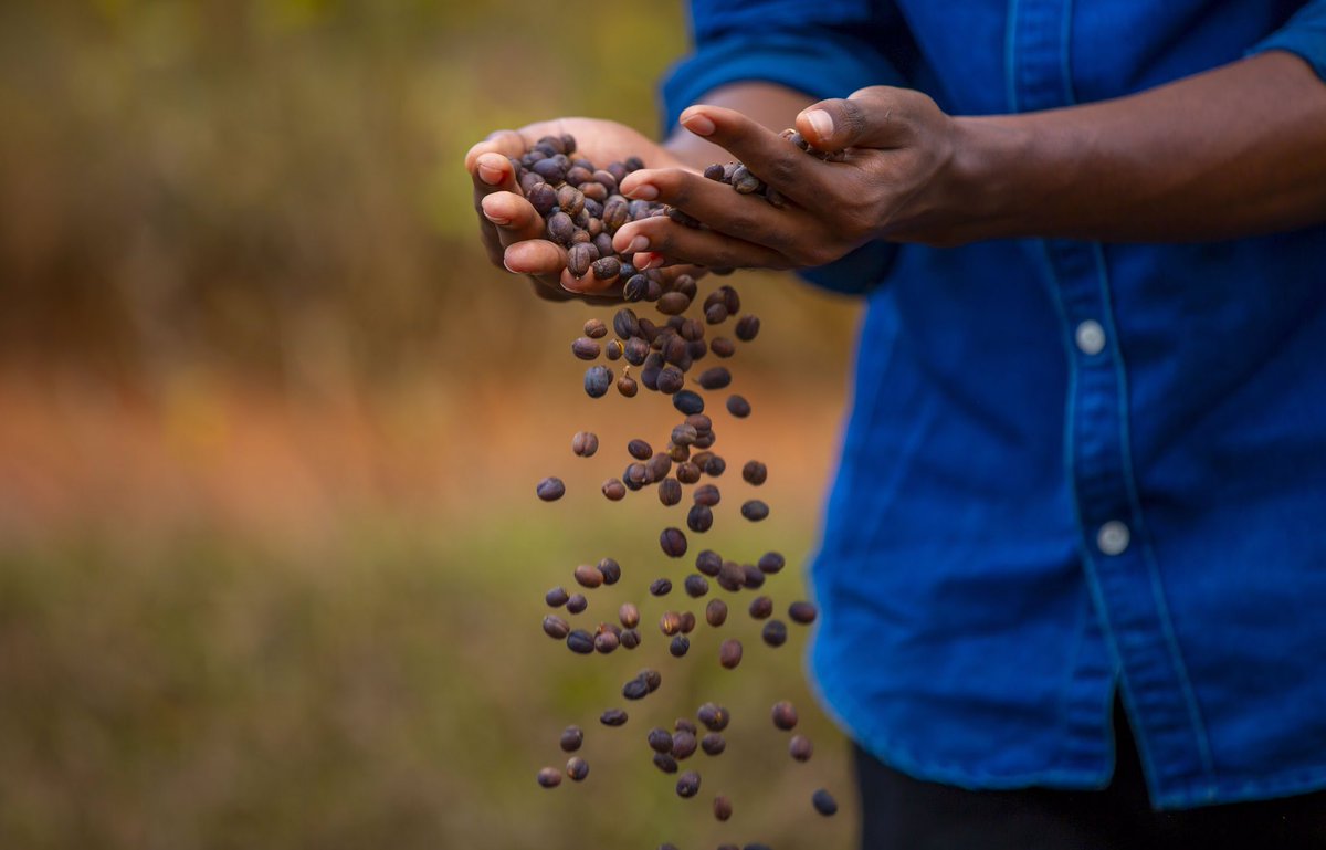 Rwanda Coffee tweet media