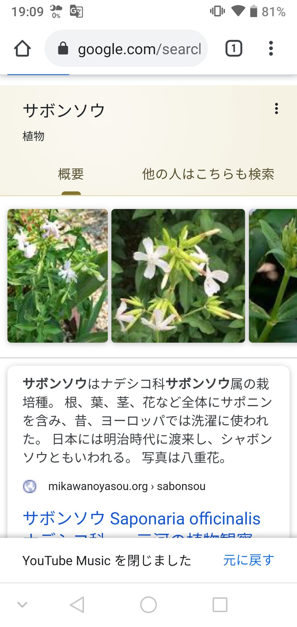 Cosmo 植物 天然の石鹸 サボンソウ ソープワート シャボンソウ サポナリア サボンソウ ソープワート の葉っぱには サポニンという界面活性剤となる成分が含まれている サポニンの毒性https T Co 266an3jlvr T Co Otmcjxz1qu Twitter