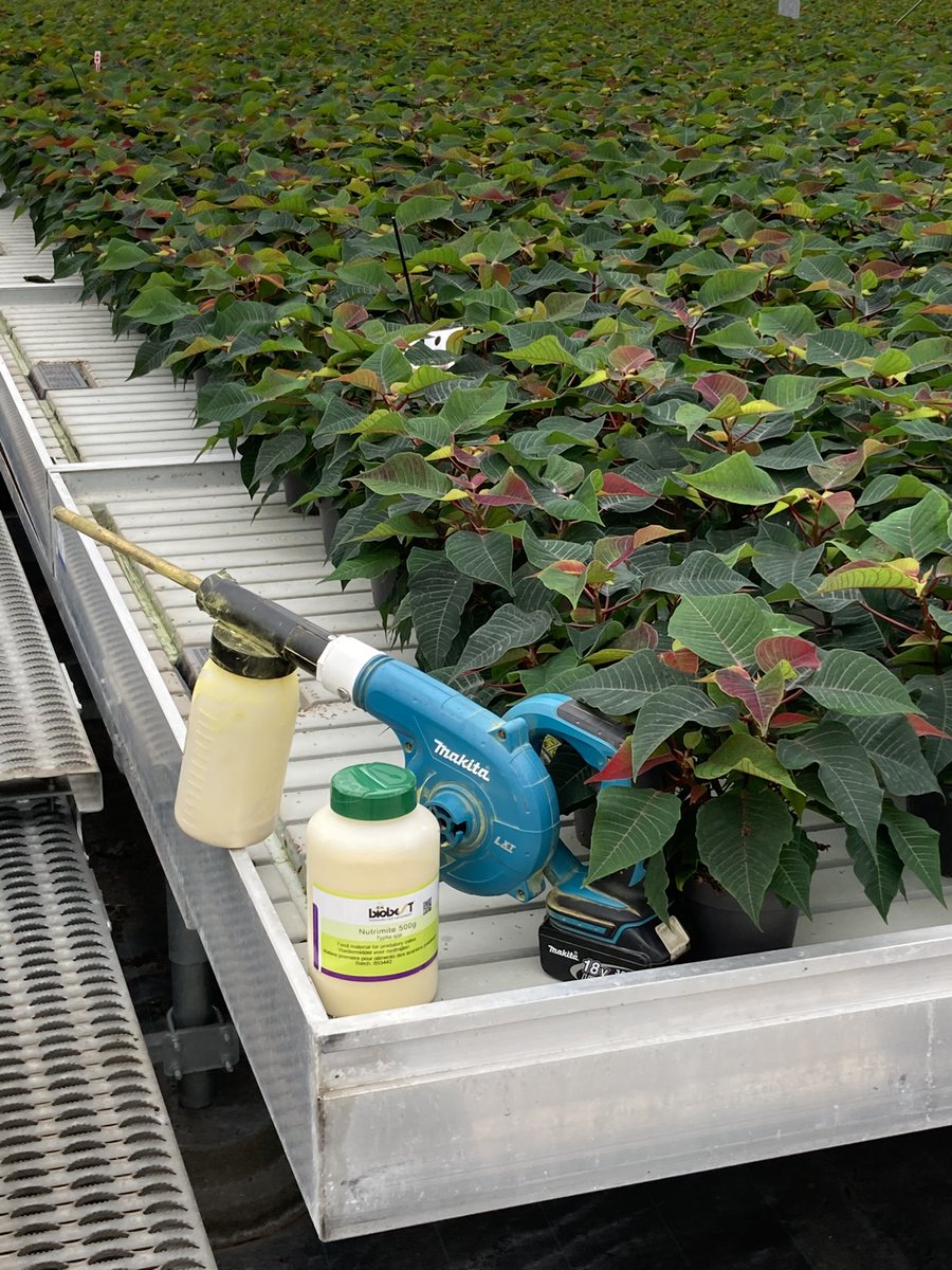 Stuifmeel #nutrimite van #biobest het ideale product om de roofmijten bij te voeren in hoogwaardige sierteetproducten die niet bovendoor worden beregend. #vergroenenentuinbouw