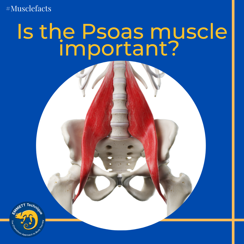 emmett_uk's tweet photo. The Psoas muscle (pronounced the So-as) is the main connecter between the torso and legs.
๐ Head over to our FB page to read more about this interesting muscle
#musclefacts #psoasmuclse #emmetttechnique https://t.co/OnjkHWRIyu