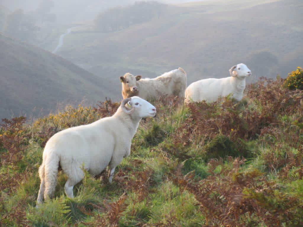 newlandfarm's tweet photo. Happy Birthday, Exmoor National Park #ExmoorDay #66thBirthday #FarmingDeliversExmoor #DarkSkies #ExmoorEveryday #Commoners #ViewToDunkery #CowCastle #Bradymoor https://t.co/d1aFOOrXpA