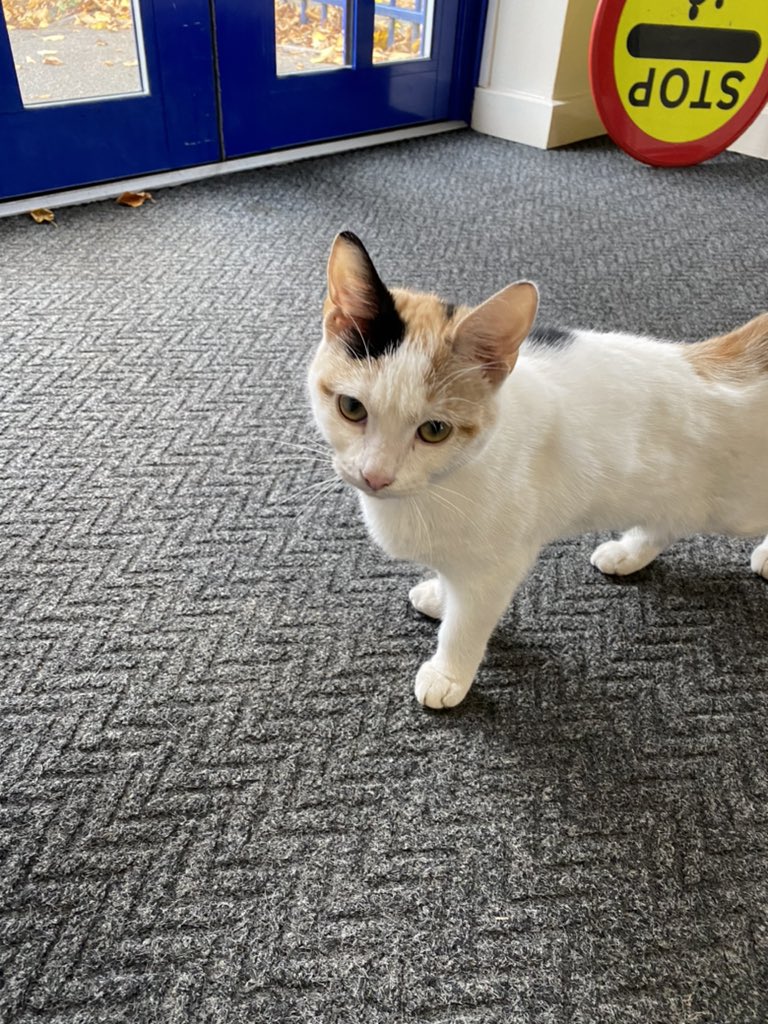 school_mount's tweet photo. We have a mystery guest at school today! 🐾 if anyone recognises this cat please let us know, she is sleeping comfortably in the school entrance 🐾 https://t.co/xEKDRR00nW