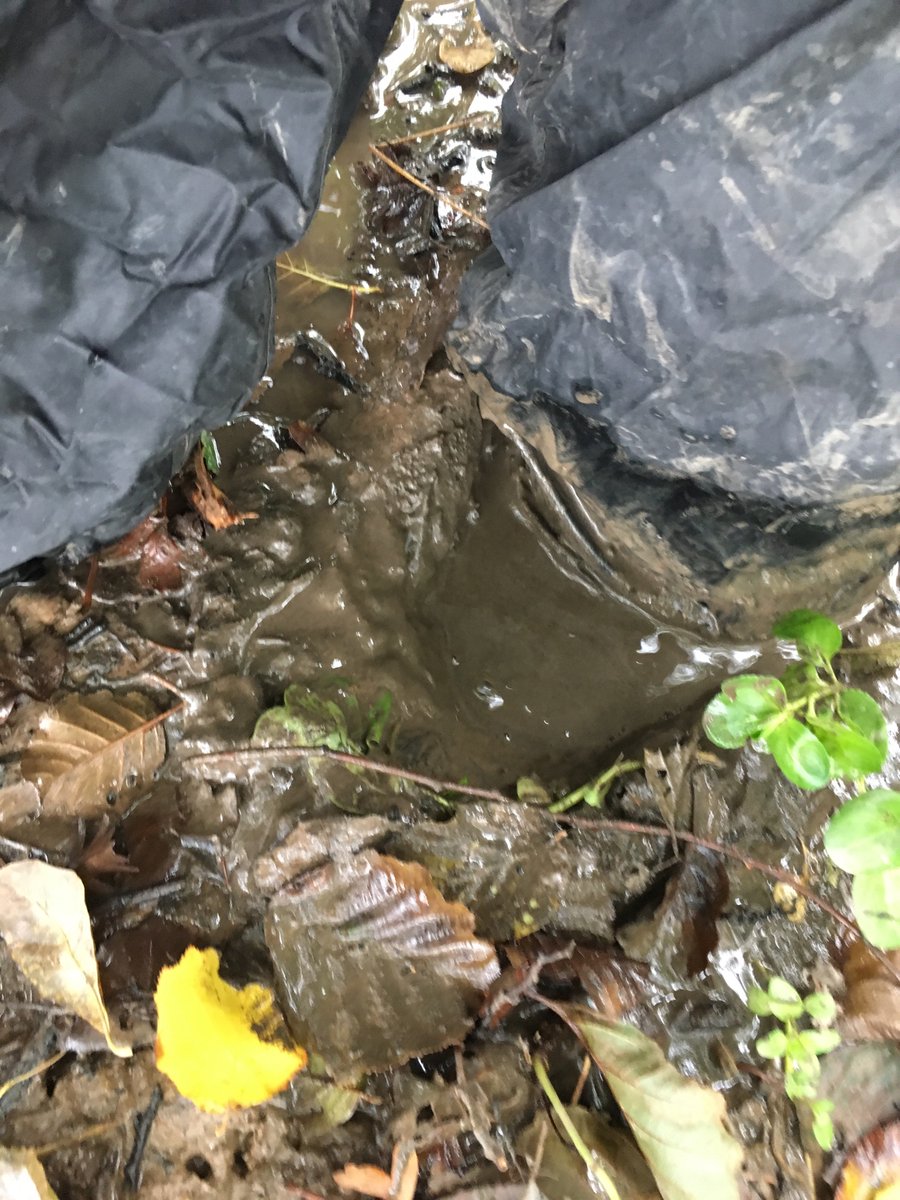 MudMartin's tweet image. Bit muddy this morning