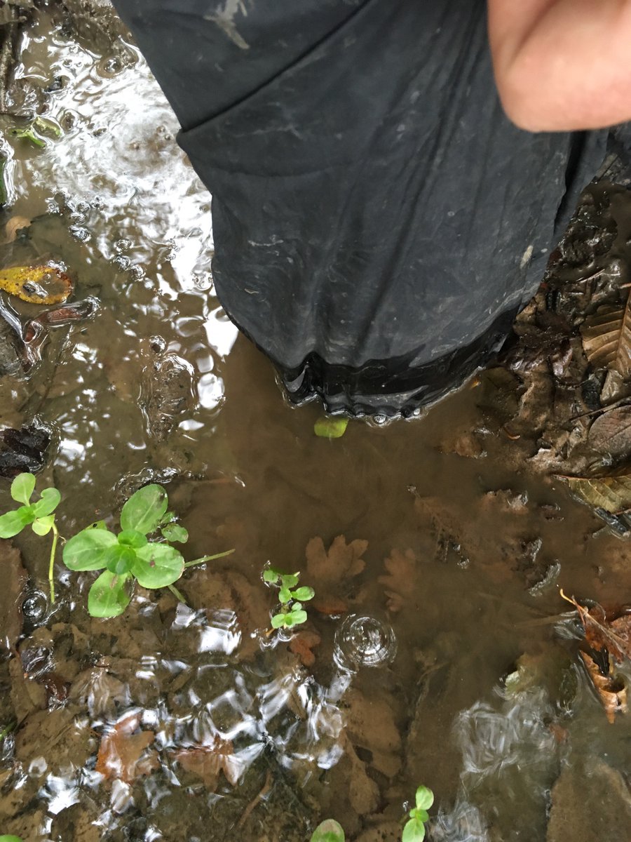 MudMartin's tweet image. Bit muddy this morning