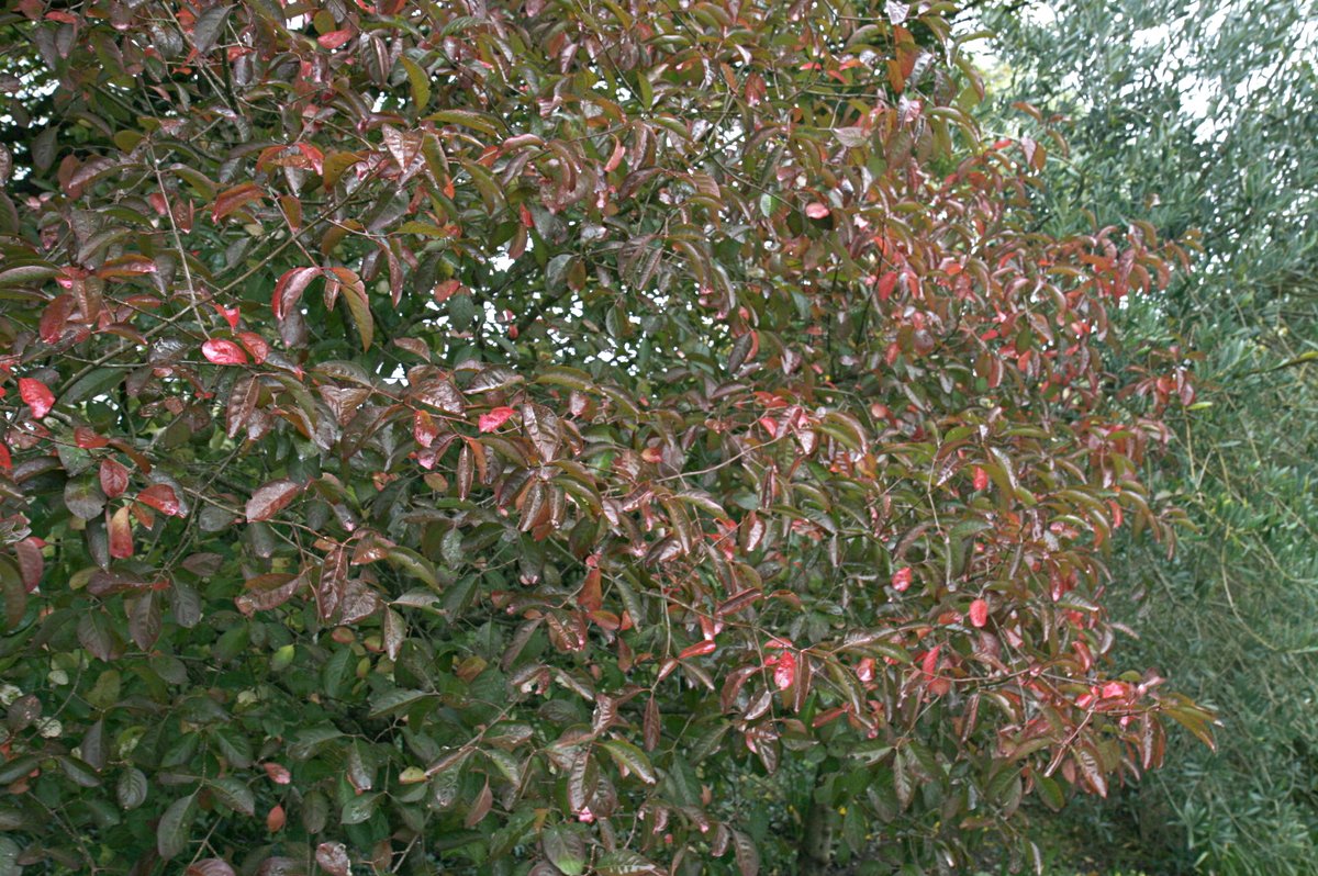 Hillier Garden Centres (@hilliergarden) on Twitter photo Spotted during a recent visit to <a href="/HillierGardens/">Hillier Gardens</a>, located on the same site as our #Braishfield Garden Centre:
* Abelia parvifolia 'Bumblebee'
* Acer rubrum 'Northwood'
* Cotoneaster hylmoei
* Euonymus hamiltonianus 'Fiesta'
What are you enjoying most in your #garden right now? Spotted during a recent visit to <a href="/HillierGardens/">Hillier Gardens</a>, located on the same site as our #Braishfield Garden Centre:
* Abelia parvifolia 'Bumblebee'
* Acer rubrum 'Northwood'
* Cotoneaster hylmoei
* Euonymus hamiltonianus 'Fiesta'
What are you enjoying most in your #garden right now?