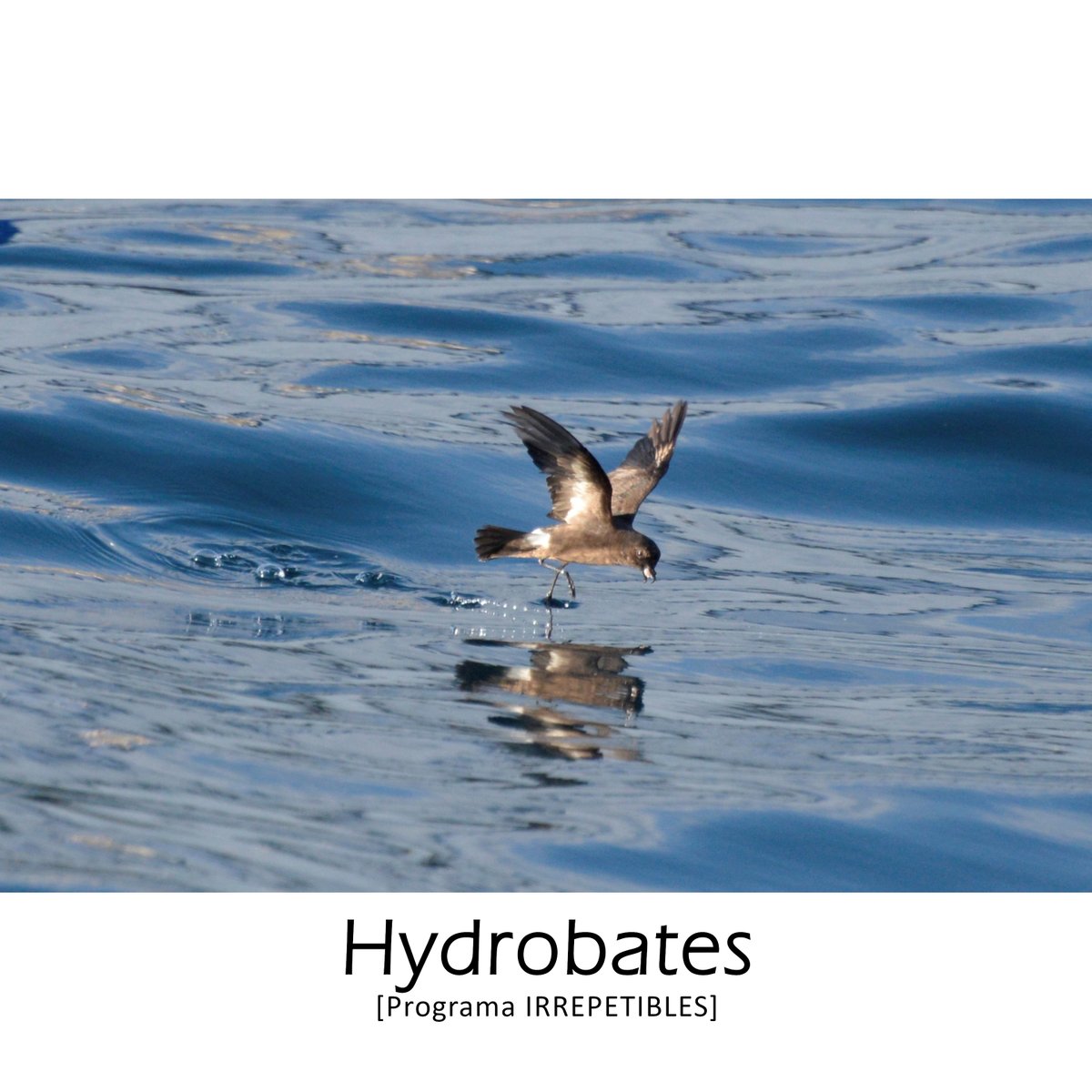 bioscicat's tweet photo. [CAST]: BioSciCat presenta al 2º COTPC el resultado del seguimiento de las concentraciones de #paiñoeuropeo #hydrobatespelagicus en el golfo de Sant Jordi.

@GOBMallorca @ICOcells @CresIEA @SVORNITOLOGIA @MenorcaBiosfera @MenorcaSom

#programairrepetibles #birds #seabirds #nature https://t.co/CMEjMgNDPp