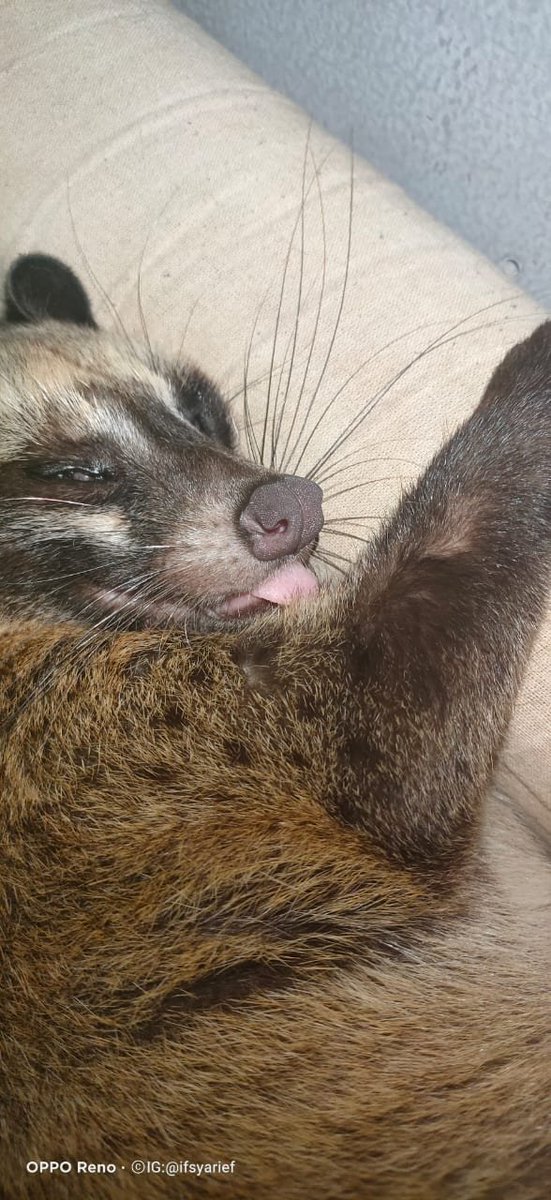 FajarNcy's tweet photo. @PurpleCaliSkies Nih kucing apa bukan ya? https://t.co/WGUry1xqL1