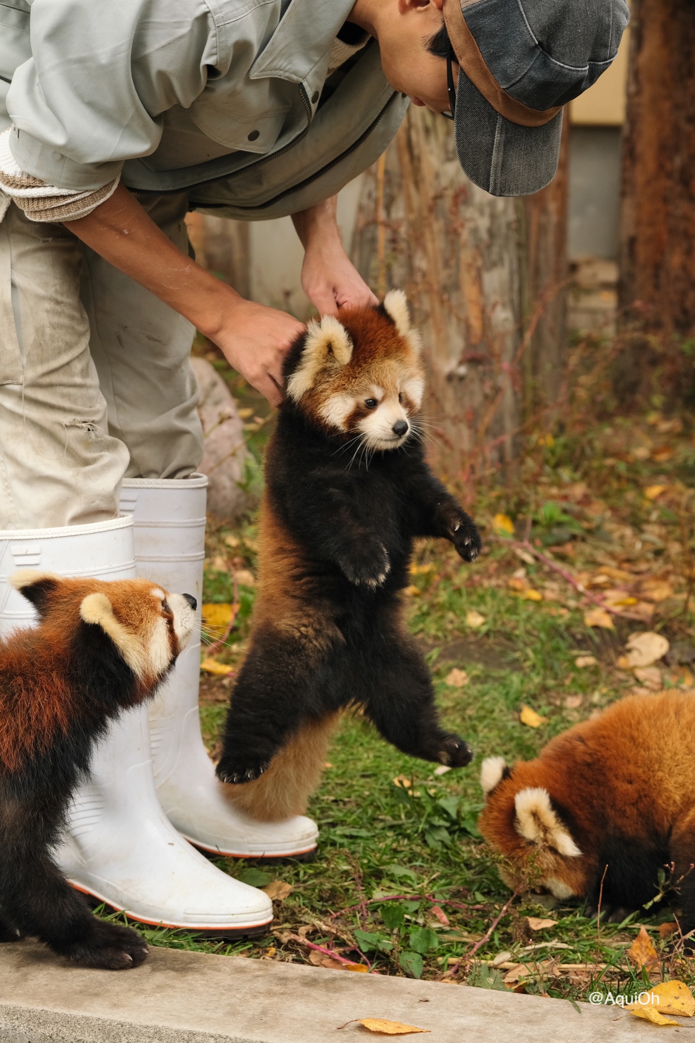 動物園の飼育員に学ぶ 仔レッサーパンダの正しい持ち方 がこちらw 動物園の飼育員に学ぶ 仔レッサーパンダの正しい持ち方 がこちらw