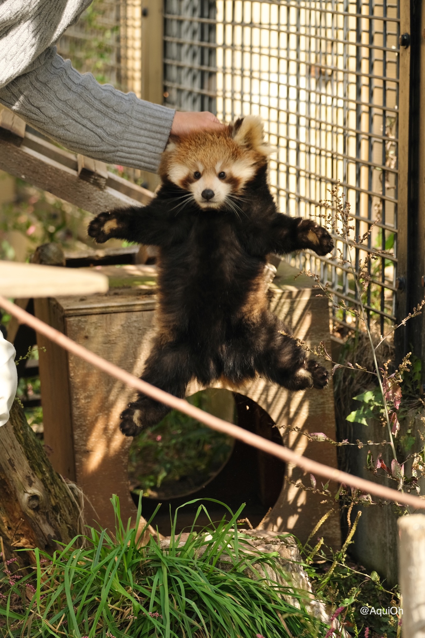 動物園の飼育員に学ぶ 仔レッサーパンダの正しい持ち方 がこちらw えのげ 動物園の飼育員に学ぶ 仔レッサーパンダの正しい持ち方 がこちらw えのげ