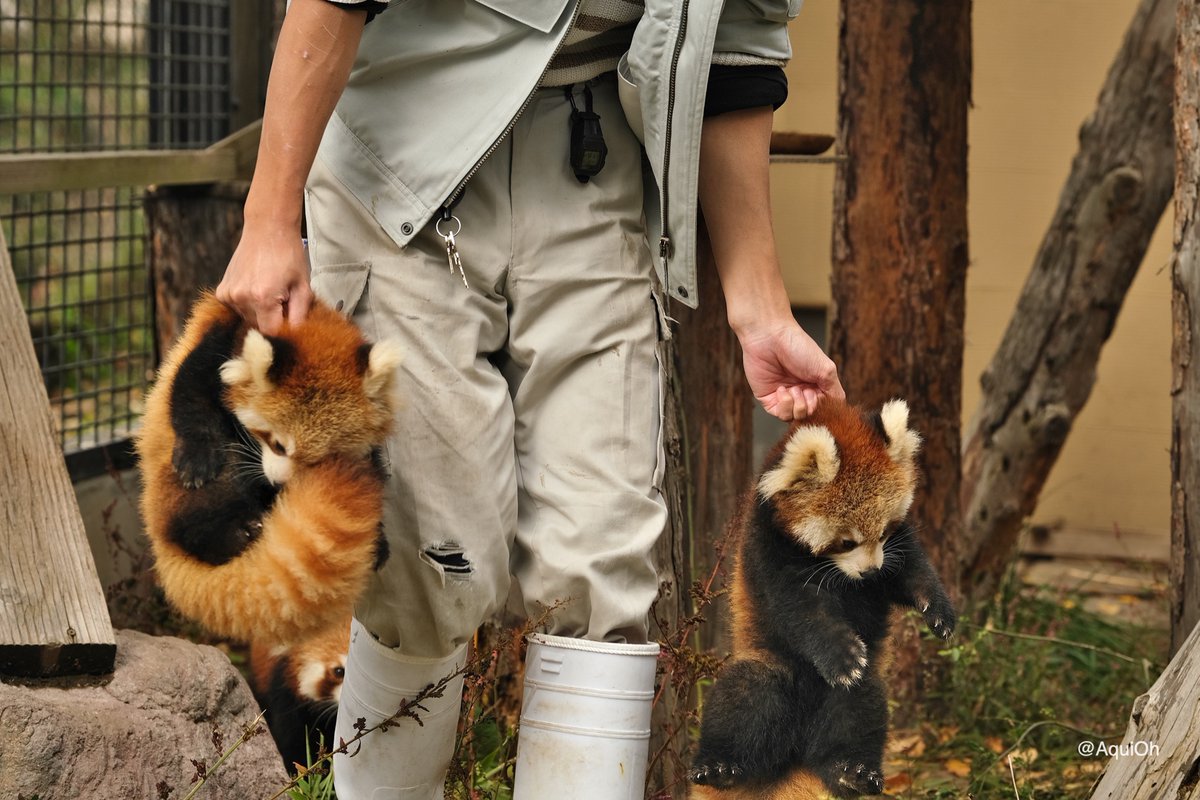 レッサーパンダの親が子どもを運ぶ時の様子を再現した飼育員さんの持ち方とされるがままの子レッサー 爪と牙がとても鋭いので Togetter