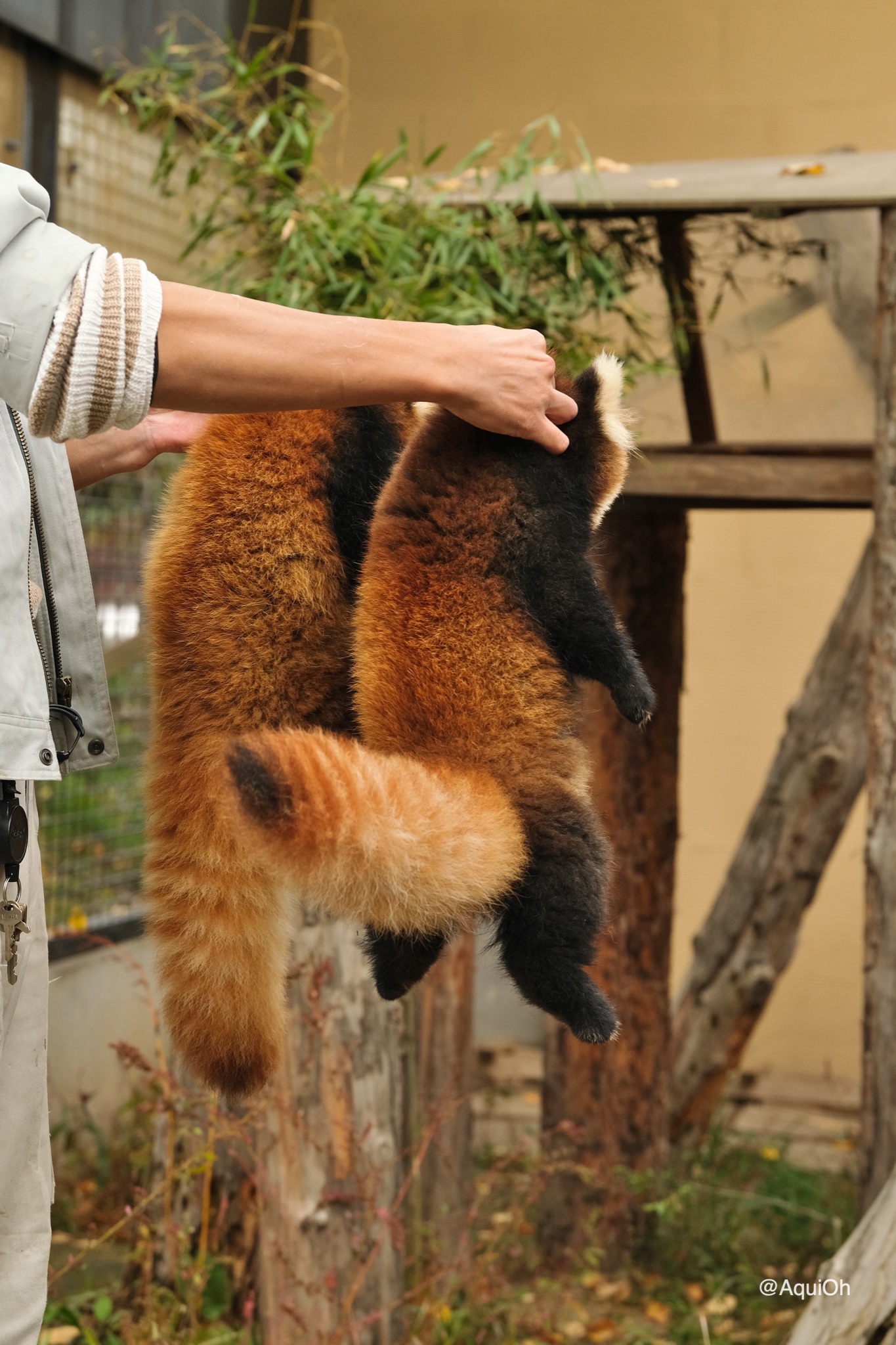 動物園の飼育員に学ぶ 仔レッサーパンダの正しい持ち方 がこちらw 動物園の飼育員に学ぶ 仔レッサーパンダの正しい持ち方 がこちらw