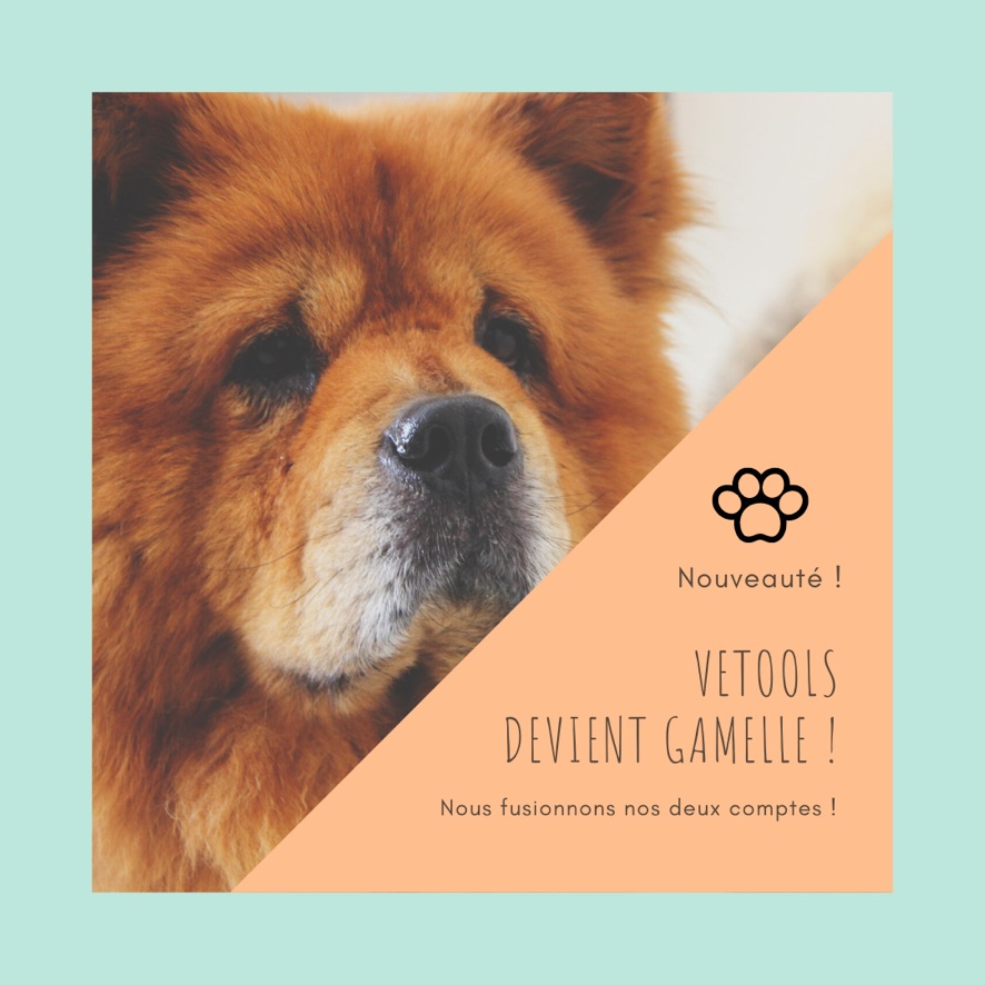Vetools_fr's tweet photo. Rejoignez-nous sur @Gamelle_fr ! Nous fusionnons nos deux comptes alors pour ne rien rater allez nous suivre 🐾💪 https://t.co/SgD2GAH7bv