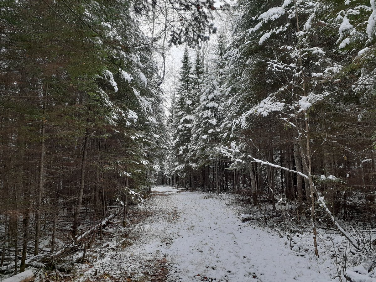 CKoropeski's tweet photo. @TorrensJonathan Just outside thunder bay, on. The driveway to the cabin. https://t.co/nCZwRWQSPR