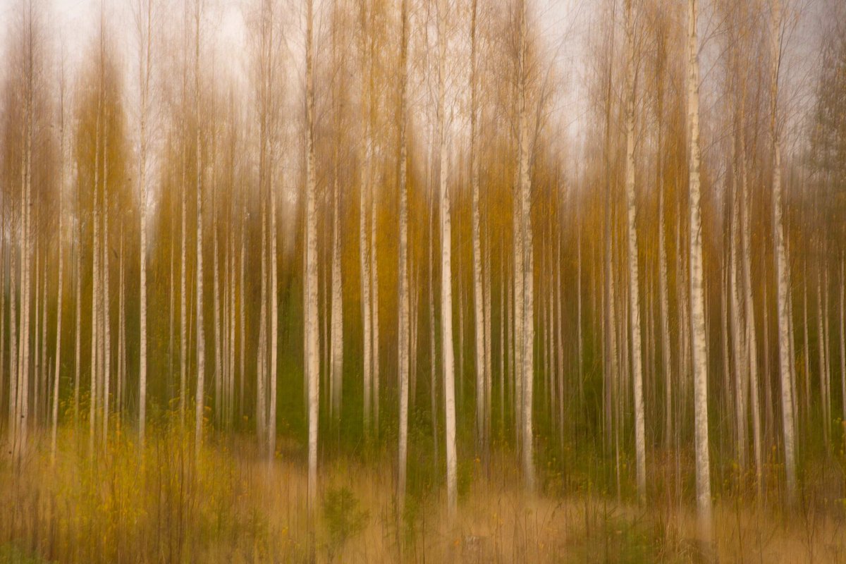 Birch 🌳 forest ! 📸
Is this cool made of photo or do you get seasick of watching? 😅😷
#birchtrees #birchforest #koivumetsä #suomi #finland #björk #forest #naturephotography #amazingnature #amazingsunset #ähtäri #naturephoto #skog #metsä #amazing_shots #movingforest #movement https://t.co/AoatcNlgaE