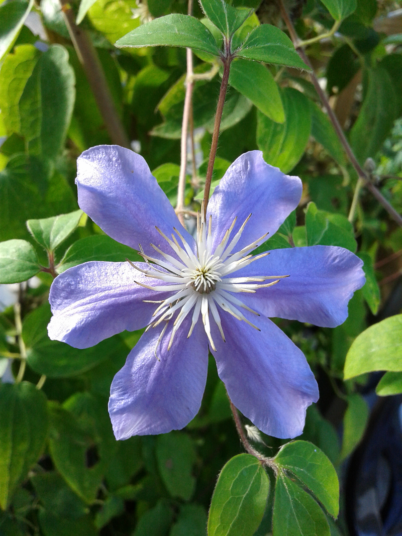 #Photo by #Mirakali Blue-white blossom @choochad95 @BetweenTheSun @lebalzin @KeiraNightly2 @MarcDamian4 @yzcyzf @IamWill_WhoIam @ejlazar #photography #photographer #Mirapuri #NaturePhotography #blossom #flower #flowerpic #blue #nature #earth #naturephoto https://t.co/77ATE5z20Q https://t.co/b49U1xOGpH