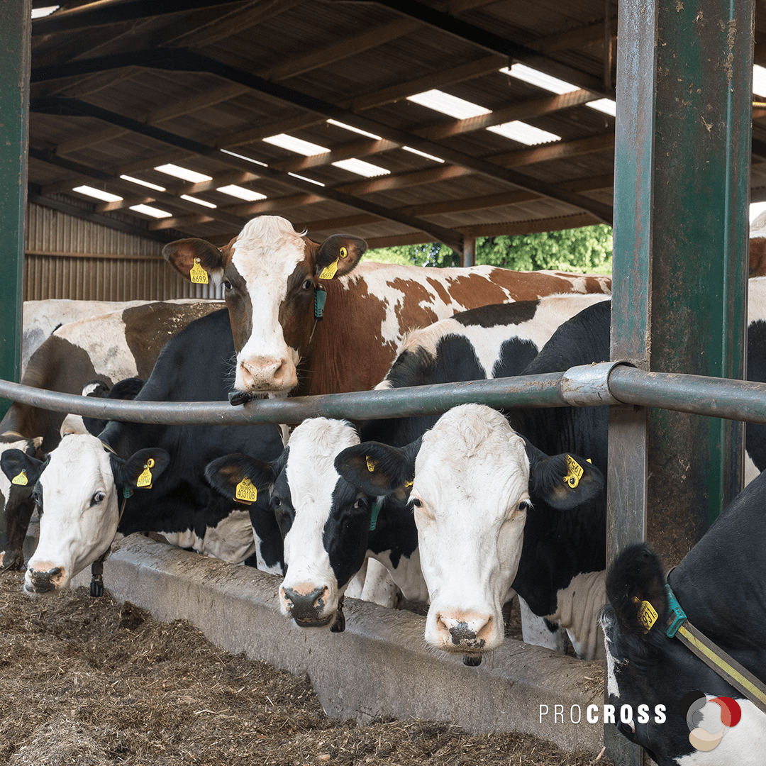 VikingGenUK's tweet image. Karen and Jonathan Martin at Longford Farm in Market Drayton used crossbreeding to turn around their Shropshire farm after TB devastated their herd. The decision was right, and ProCROSS transformed their dairy business. 
Read more online: 
vikinggenetics.co.uk/media/news?sho… 
#procross