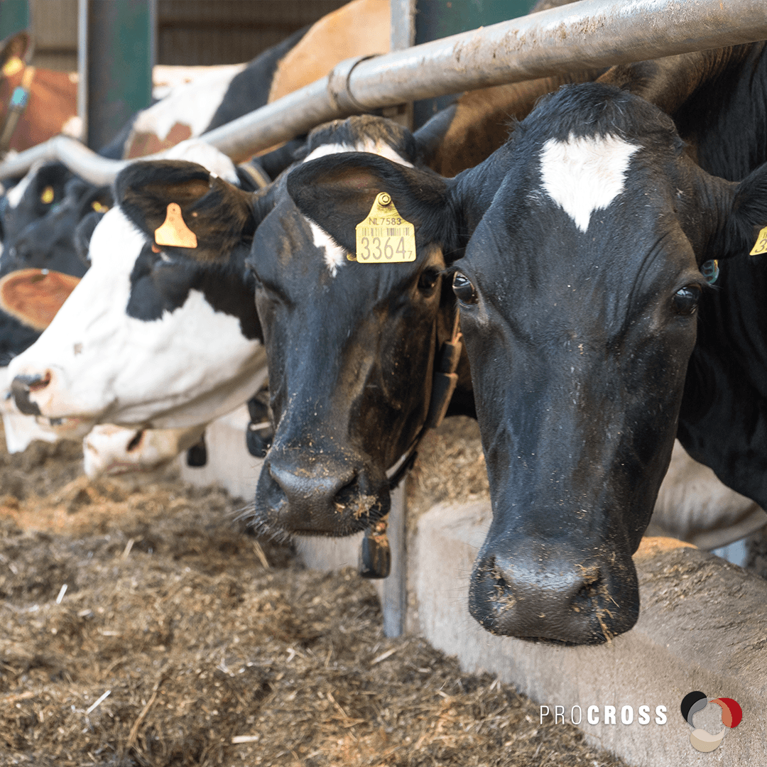 VikingGenUK's tweet image. Karen and Jonathan Martin at Longford Farm in Market Drayton used crossbreeding to turn around their Shropshire farm after TB devastated their herd. The decision was right, and ProCROSS transformed their dairy business. 
Read more online: 
vikinggenetics.co.uk/media/news?sho… 
#procross