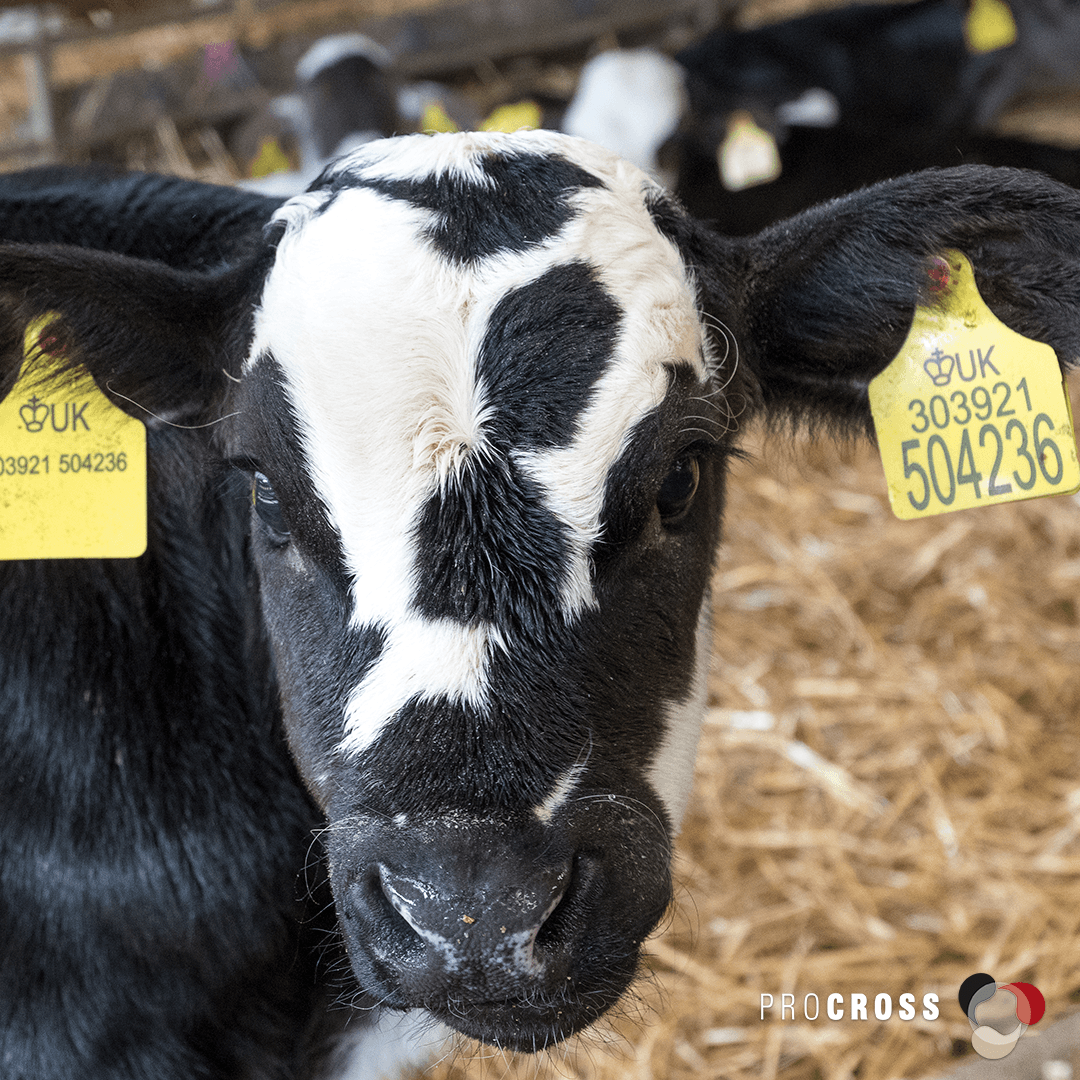 VikingGenUK's tweet image. Karen and Jonathan Martin at Longford Farm in Market Drayton used crossbreeding to turn around their Shropshire farm after TB devastated their herd. The decision was right, and ProCROSS transformed their dairy business. 
Read more online: 
vikinggenetics.co.uk/media/news?sho… 
#procross