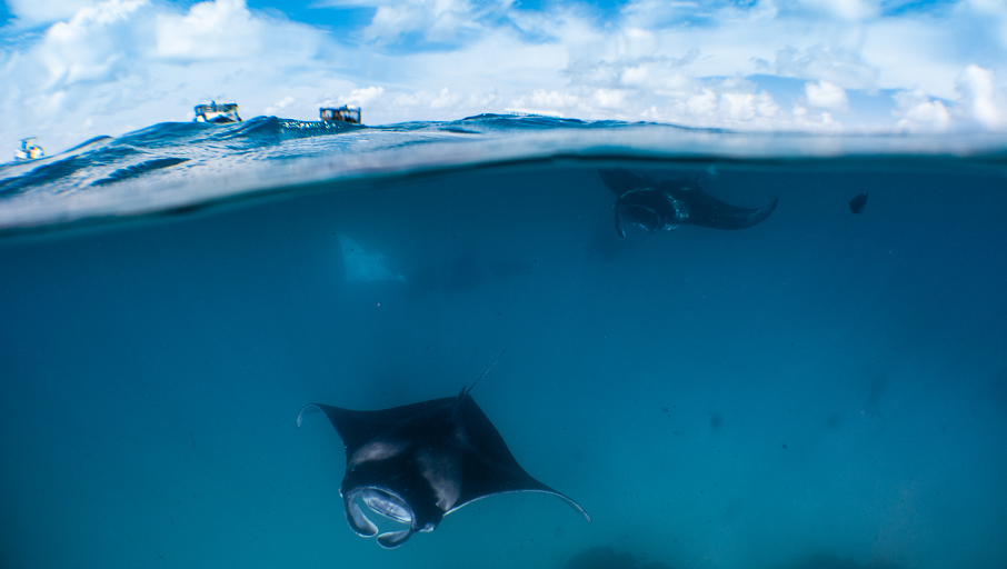 Happy #MantaMonday from #HanifaruBay ! During the manta season June - Nov you can visit this incredible place from our dive centres at #Amilla and #Finolhu <a href="/DBIamilla/">Dive Butler Amilla</a> <a href="/DBIfinolhu/">Dive Butler Finolhu</a> 
#splitshot #maldives #mantas