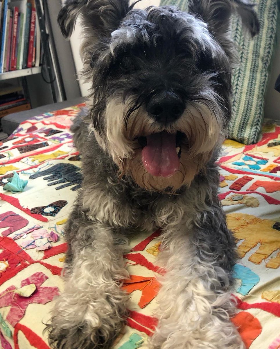 DeltaHStudios's tweet photo. ‘Happy dayz! My fur baby and mum came for a visit...
.
.
At the 🎨studio with Chaplin and mum.’ @annikamcox
.
.
#petsofinstagram #petlover #petsinthestudio #doginthestudio #artistdog #furbaby🐶 #artistinthestudio #artistinstudio #artstudiolife #artstudiovisitor https://t.co/ygxOfNPYTP