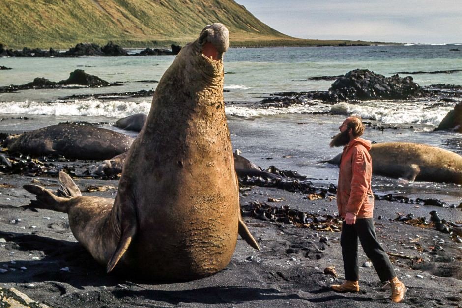 Elephant seals are the record breakers:- Found in both Northern + Southern hemispheres- Males are the largest pinnipeds- They are the deepest diving pinnipeds (over 2000 meters!)Also males and females display a lot of niche partitioning.Image: E. Jones  (6/14)