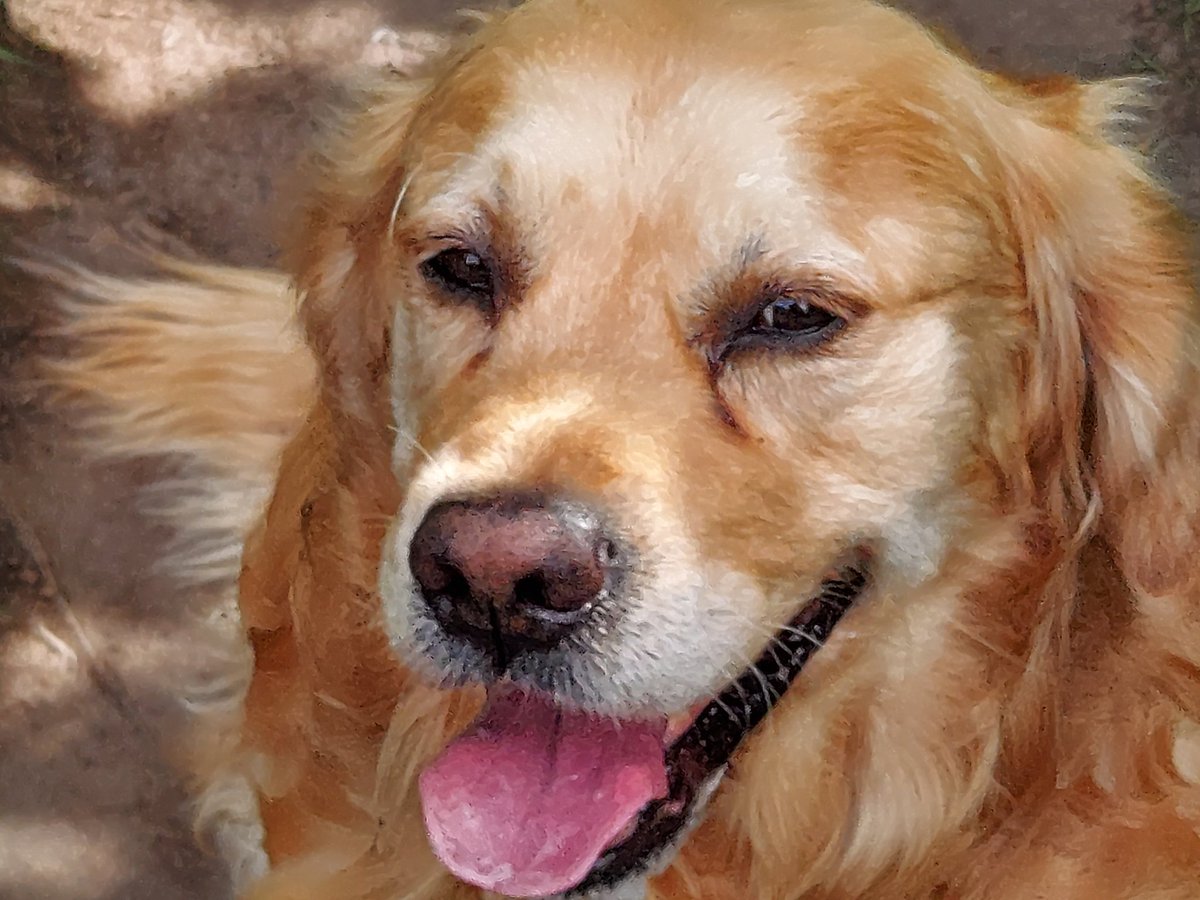 PatMcCarthy37's tweet photo. How time flies #dogsoftwitter https://t.co/HnqsNS9Ew8