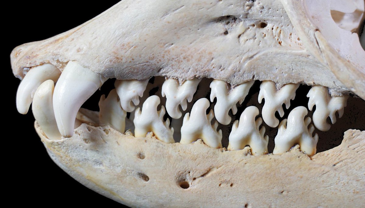 The Antarctic seals are all amazing. First off, the crabeater seal. LOOKATTHOSETEETH!They're for filter feeding!Image:  @DPHocking  (7/14)