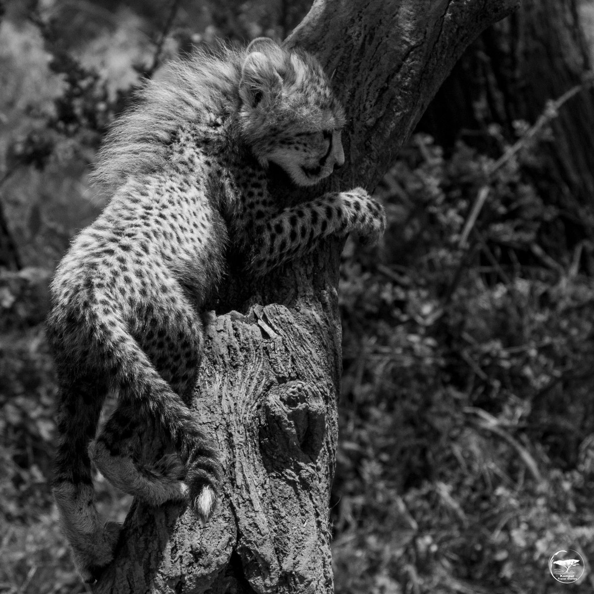 Kampur Travel Diaries (@kampurtravels) on Twitter photo The life of a cheetah mother and cub is not easy. Always feel happy and privileged to see these amazing creatures in the wild. The conservancies provide a safe haven for these animals.
<a href="/porini/">Mohanjeet Brar</a>
#Magicalkenya #safari #Kenya The life of a cheetah mother and cub is not easy. Always feel happy and privileged to see these amazing creatures in the wild. The conservancies provide a safe haven for these animals.
<a href="/porini/">Mohanjeet Brar</a>
#Magicalkenya #safari #Kenya