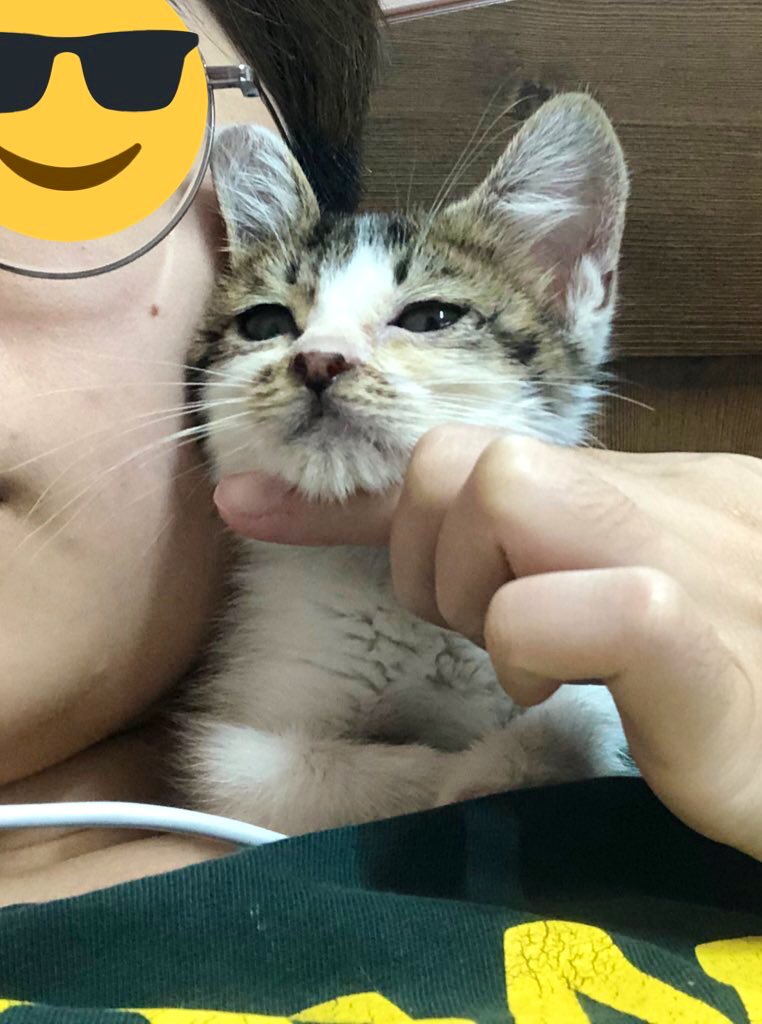 whitesugar_cat's tweet photo. 🤍RT추첨 한분께 투썸 기프티콘을 드립니다🤍
꼬질꼬질 아픈채로 구조되어, 이제는 말끔하게 나은 설탕이의 가족을 찾습니다! 
설탕이는 동생 학교 주차장에서 살던 아이인데, 발을 다쳤고 허피스가 심해서 눈을 뜨지 못해 구조했습니다. 2개월령 여아이며 고등어태비의 깜찍한 고양이에요. https://t.co/jrCWXw5C7X