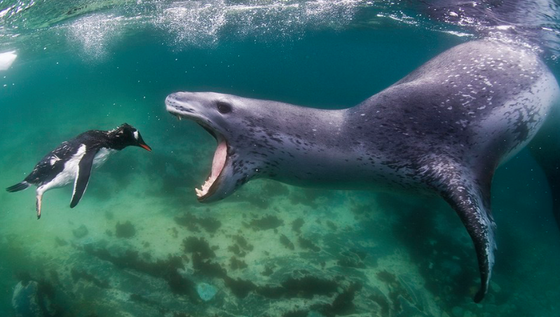 Leopard seals are known as the penguin-eating villains from Happy Feet. However, they can also filter feed. Image: A. Nachoum  (8/14)