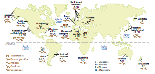 Another reason phocids>otariids: In the past they were distributed around the world. Otariids spent most of their evolution in the North Pacific, while phocids ruled the world!Image: Berta et al. 2018  (10/14)